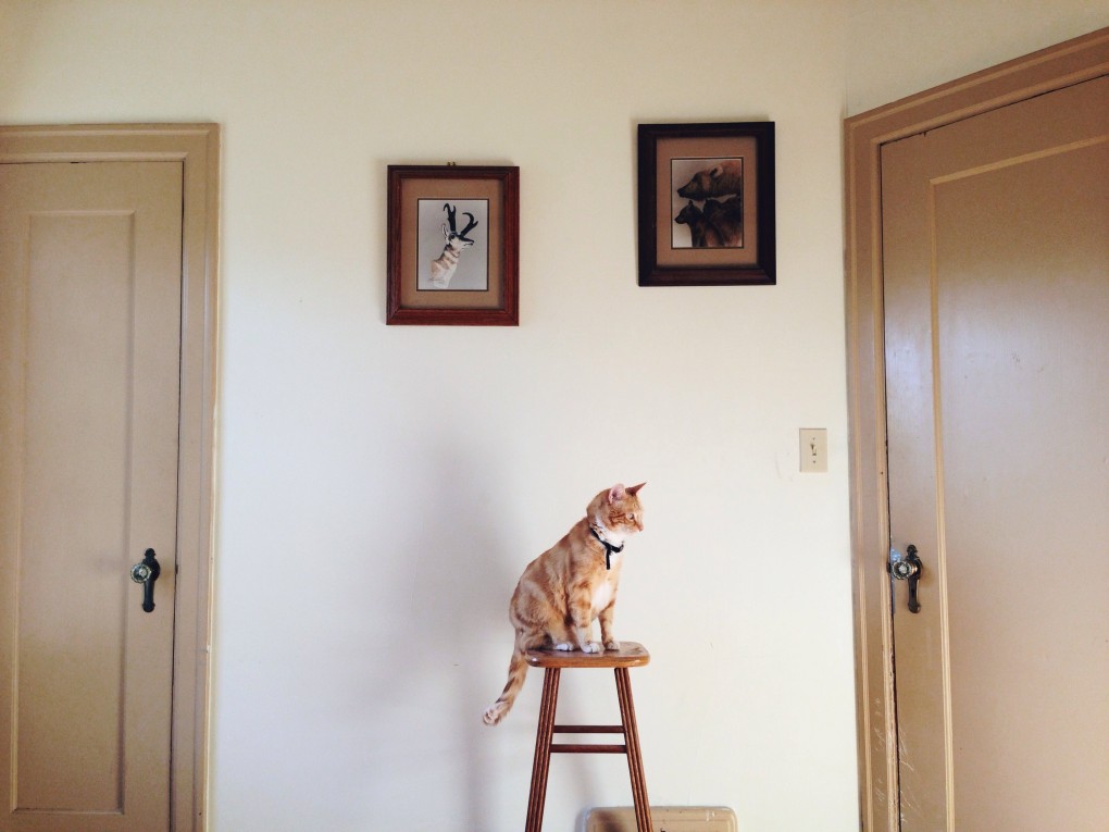 My little sitting cat